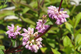 Phlomis tuberosa Brandkruid bestellen